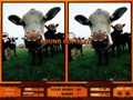 Téléchargement gratuit du Jeu Picture Pyramid