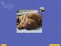 Capture d'écran de Super Jigsaw Puppies à téléchargement gratuit 3