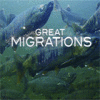 Great Migrations jeu